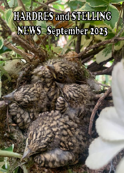 Spotted flycatcher chicks