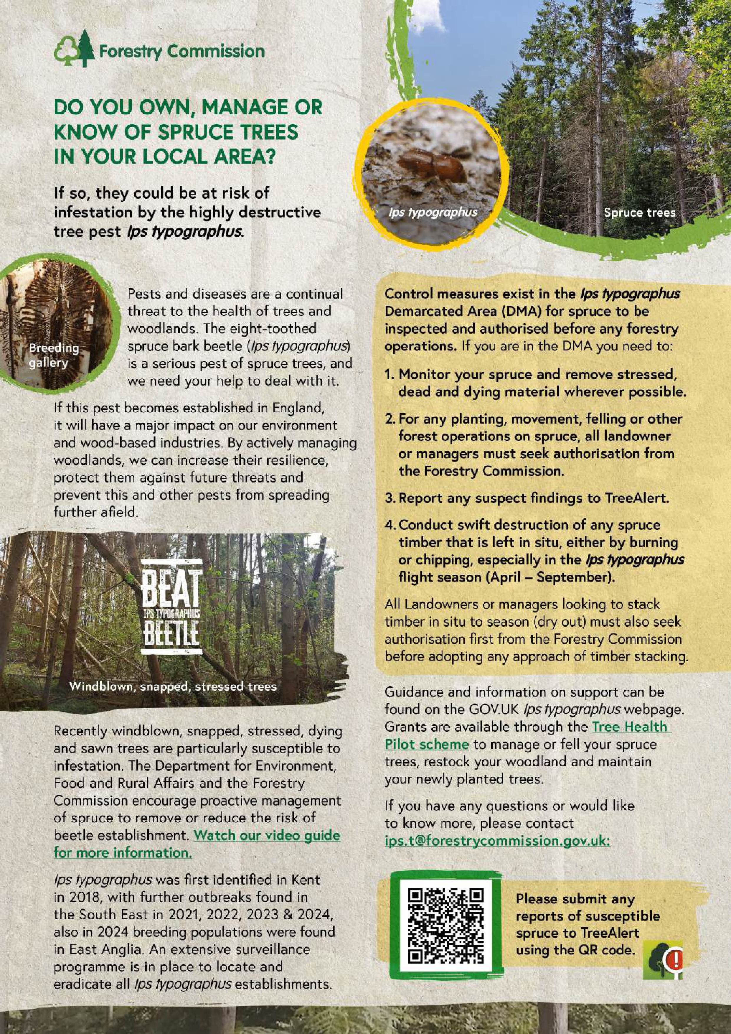 Spruce destructive beetle